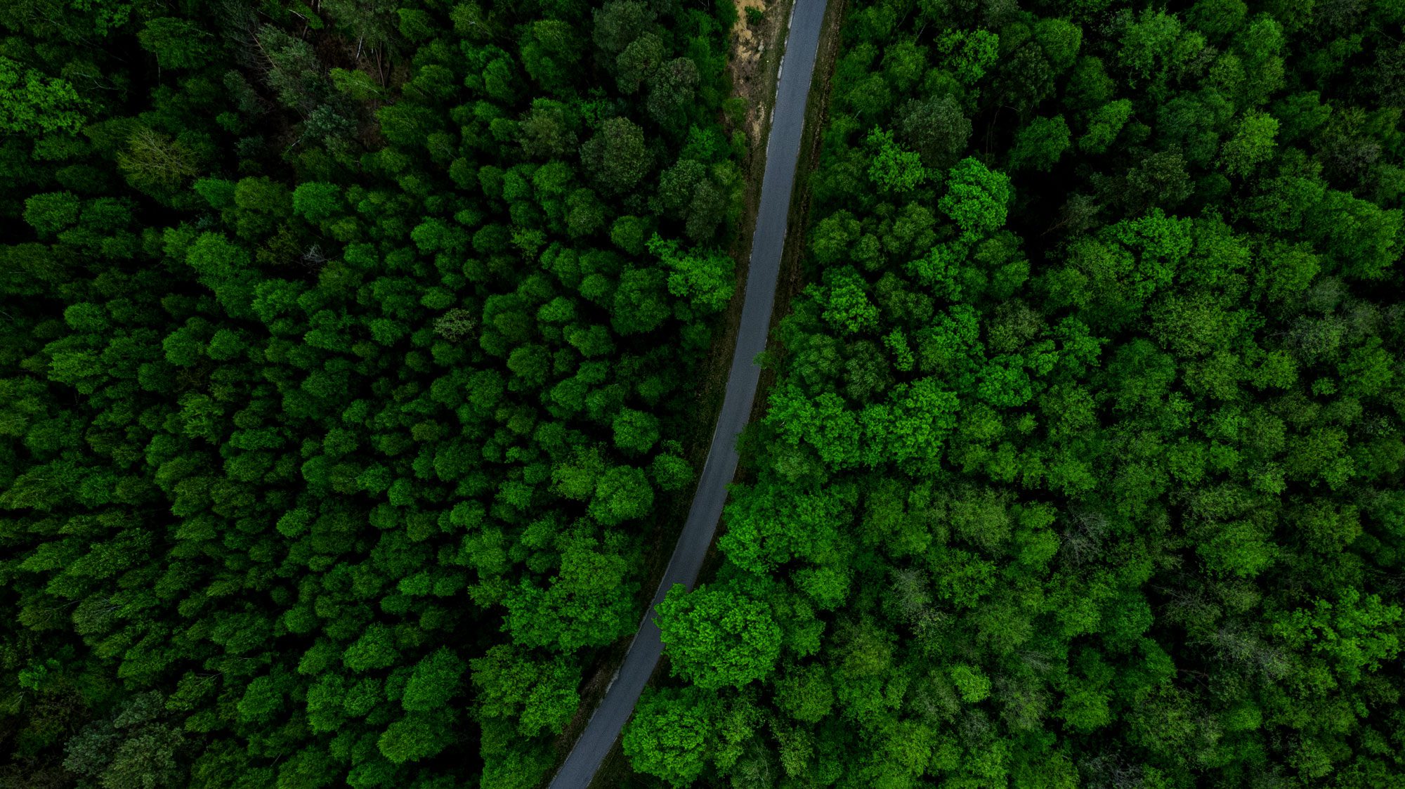 Winding Curvy Road in Forest